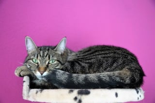 Illustration de l'article : 6 conseils utiles pour tout nouveau propriétaire de chat