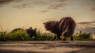 Illustration de l'article : 6 conseils utiles pour tout nouveau propriétaire de chat