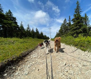 Illustration de l'article : Cette promeneuse de chiens raconte comment son activité auprès des canidés l'a aidée dans sa santé mentale