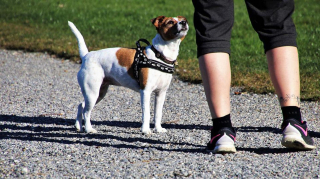 Illustration de l'article : Ce spécialiste suggère de voir la promenade du chien autrement, en s'imaginant à l'autre bout de la laisse