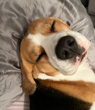 Illustration de l'article : 8 photos de chiens qui vous souhaitent une bonne nuit
