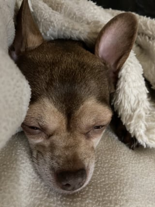 Illustration de l'article : 8 photos de chiens qui vous souhaitent une bonne nuit