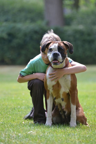 Illustration de l'article : Pour un enfant autiste et sa famille, le chien d'assistance ouvre littéralement de nouveaux horizons, révèle une étude