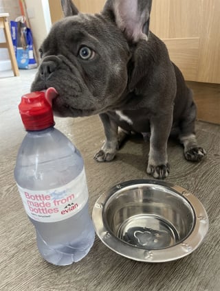 Illustration de l'article : La propriétaire de ce Bouledogue qui refuse de boire l’eau du robinet dépense chaque mois plus de 45 euros en bouteilles plastique (vidéo)