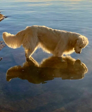 Illustration de l'article : 20 photos de chiens et de chats qui vous feront faire le plein de tendresse pour toute la journée