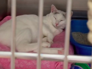 Illustration de l'article : Une internaute se mobilise pour trouver une famille à une chatte, dans l’attente d’une adoption depuis près de 200 jours (vidéo)