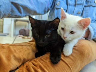 Illustration de l'article : 20 photos d'animaux fraîchement adoptés et partageant leur bonheur de connaitre un nouveau départ