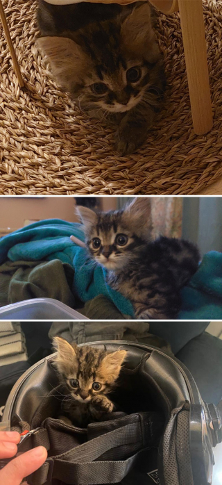 Illustration de l'article : 20 photos d'animaux fraîchement adoptés et partageant leur bonheur de connaitre un nouveau départ
