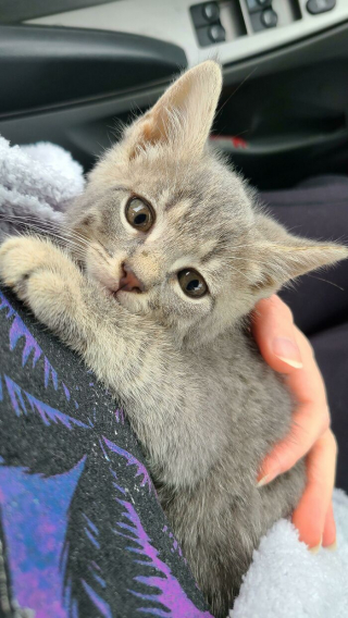 Illustration de l'article : 20 photos d'animaux fraîchement adoptés et partageant leur bonheur de connaitre un nouveau départ