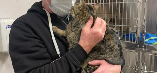 Illustration de l'article : Des bénévoles recueillent un chat qu’ils croient errant, mais découvrent qu’on le cherchait désespérément depuis des mois
