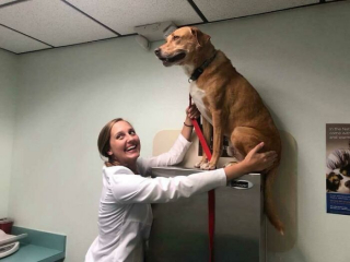 Illustration de l'article : 20 photos inattendues d'animaux chez le vétérinaire illustrant le quotidien de ceux qui exercent ce beau métier