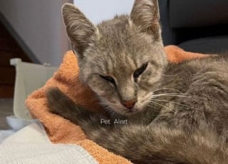 Illustration de l'article : Introuvable depuis 13 mois, une chatte parcourt des centaines de kilomètres pour retrouver son ancienne maison