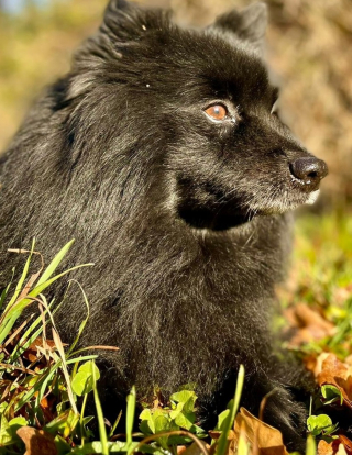 Illustration de l'article : Kidnappé une première fois à la pension, un chien l'est à nouveau au moment où sa propriétaire vient le récupérer
