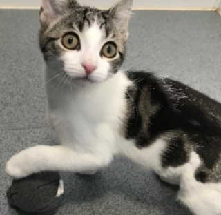 Illustration de l'article : Cas extrêmement rare, ce chat de refuge sans organe reproducteur n'est ni mâle ni femelle et cherche une famille aimante