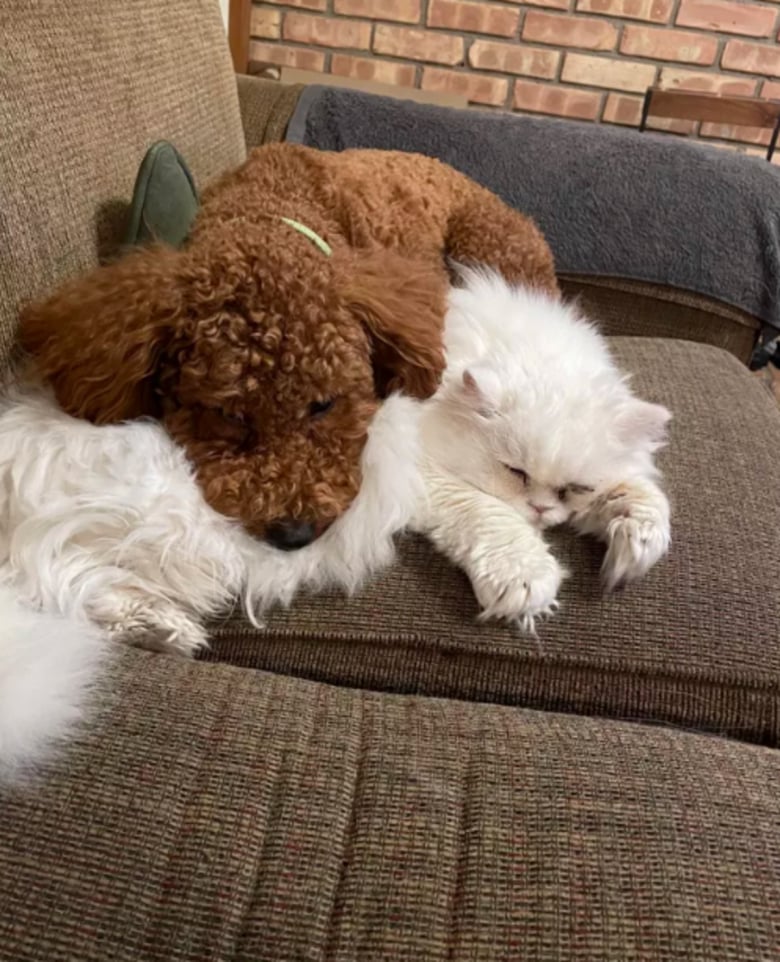 https://www.woopets.fr/assets/ckeditor/2022/nov/actualities/19047/xl/314491540_500251782044521_6628410868067997280_n.jpg