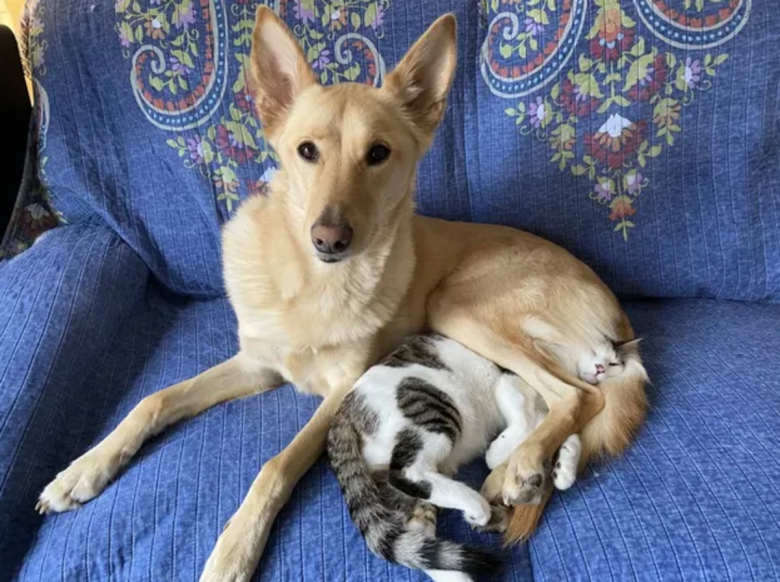 https://www.woopets.fr/assets/ckeditor/2022/nov/actualities/19047/xl/315099282_551124926850013_1947432538043138474_n.jpg