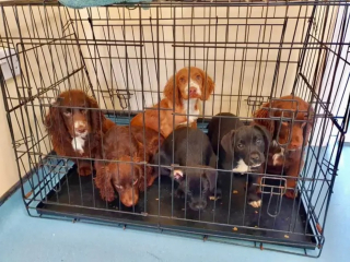 Illustration de l'article : La formidable destinée de Chester, Cocker découvert abandonné car "invendable" et devenu chien policier