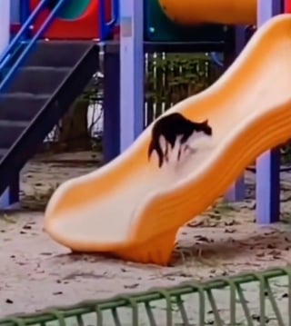 Illustration de l'article : Un chat découvre les joies du toboggan et ne peut plus s'en passer (vidéo)