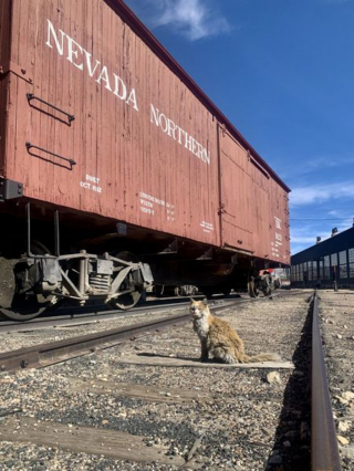 Illustration de l'article : Depuis 15 ans, ce chat au pelage noirci vit dans un atelier de maintenance ferroviaire et ne le quitterait pour rien au monde