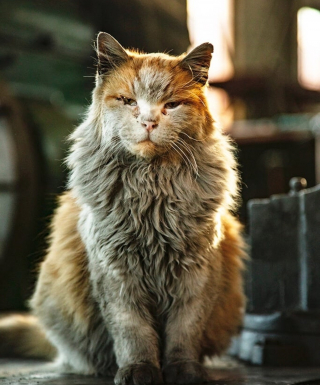 Illustration de l'article : Depuis 15 ans, ce chat au pelage noirci vit dans un atelier de maintenance ferroviaire et ne le quitterait pour rien au monde