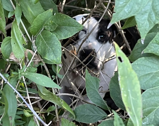 Illustration de l'article : Une chienne blessée et cachée dans un buisson cesse de grogner à l'instant où sa bienfaitrice lui passe la laisse