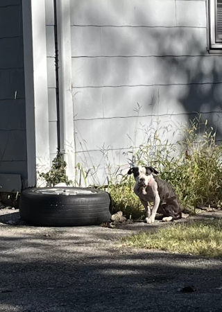 Illustration de l'article : Une chienne blessée et cachée dans un buisson cesse de grogner à l'instant où sa bienfaitrice lui passe la laisse