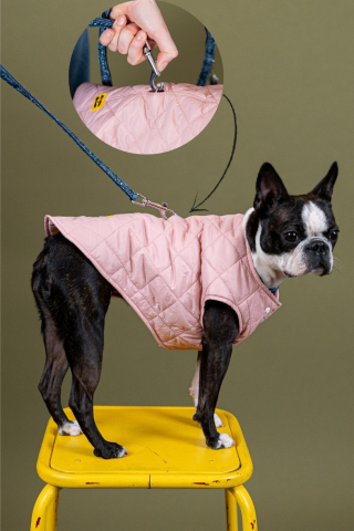 Illustration de l'article : Flotte et French Bandit s’associent pour mettre les chiens à l’honneur en cette saison pluvieuse