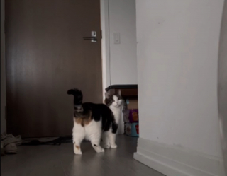 Illustration de l'article : "Je ne quitterai plus mon chat" : la vidéo montrant la réaction d'un félin au départ de sa maîtresse émeut les internautes