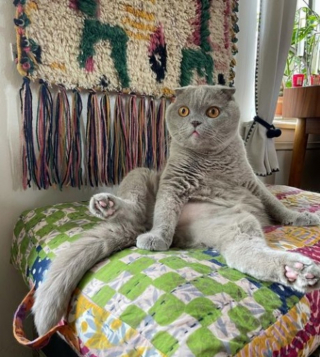 Illustration de l'article : La belle histoire de Milla, chatte célèbre sur Instagram qui a vaincu une maladie grave
