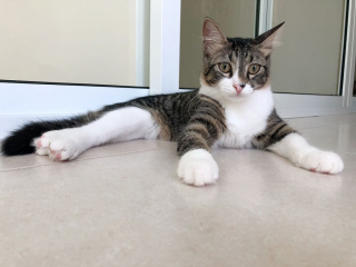 Illustration de l'article : En raison de leur physique jugé « trop ordinaire », un chat et sa sœur peinent à être adoptés