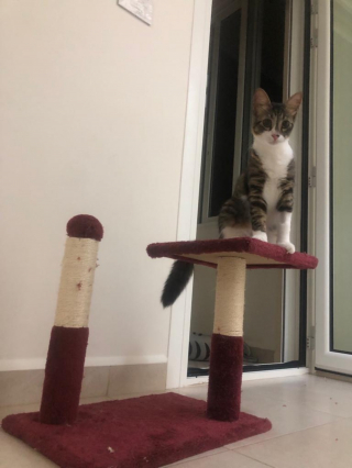 Illustration de l'article : En raison de leur physique jugé « trop ordinaire », un chat et sa sœur peinent à être adoptés
