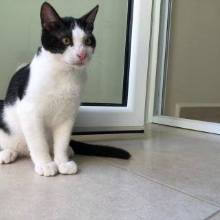Illustration de l'article : En raison de leur physique jugé « trop ordinaire », un chat et sa sœur peinent à être adoptés