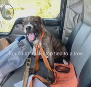 Ilustración del artículo: Un camionero premiado por haber salvado a un perro callejero en un área de servicio de la autopista