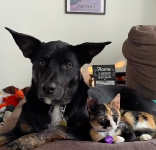 Illustration de l'article : Des randonneurs font la rencontre d’un chat mal en point, mais vont tout faire pour l'aider à repartir du bon pied (vidéo)