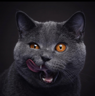 Illustration de l'article : 20 portraits atypiques de chats réalisés par un artiste qui leur voue une grande passion