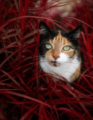 Illustration de l'article : 20 portraits atypiques de chats réalisés par un artiste qui leur voue une grande passion