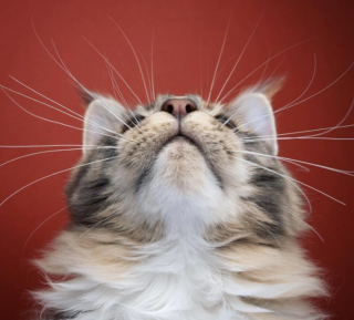 Illustration de l'article : 20 portraits atypiques de chats réalisés par un artiste qui leur voue une grande passion