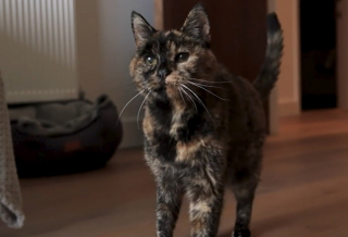 Illustration de l'article : Cette chatte écaille de tortue est officiellement devenue la doyenne des chats