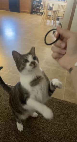 Illustration de l'article : Une femme ignore pourquoi ses élastiques à cheveux sont trempés, avant de découvrir que le coupable n’est d’autre que son chat ! (vidéo)