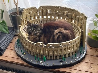 Illustration de l'article : 20 photos de chats ayant choisi des lieux de repos totalement improbables