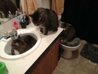 Illustration de l'article : 20 photos de chats ayant choisi des lieux de repos totalement improbables