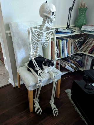 Illustration de l'article : 20 photos de chats ayant choisi des lieux de repos totalement improbables