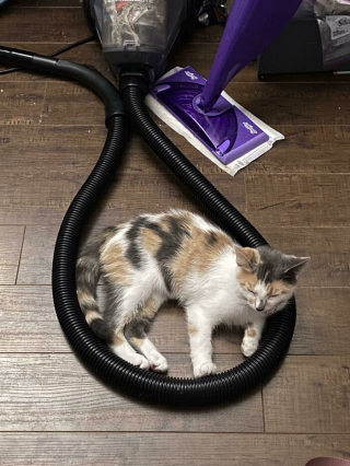 Illustration de l'article : 20 photos de chats ayant choisi des lieux de repos totalement improbables