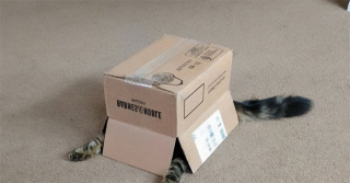 Illustration de l'article : 20 photos de chats ayant choisi des lieux de repos totalement improbables