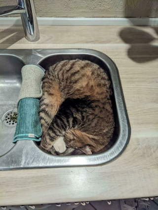 Illustration de l'article : 20 photos de chats ayant choisi des lieux de repos totalement improbables