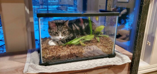 Illustration de l'article : 20 photos de chats ayant choisi des lieux de repos totalement improbables