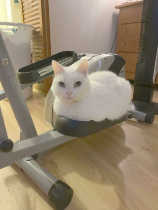 Illustration de l'article : 20 photos de chats ayant choisi des lieux de repos totalement improbables