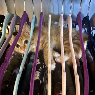 Illustration de l'article : 20 photos de chats ayant choisi des lieux de repos totalement improbables