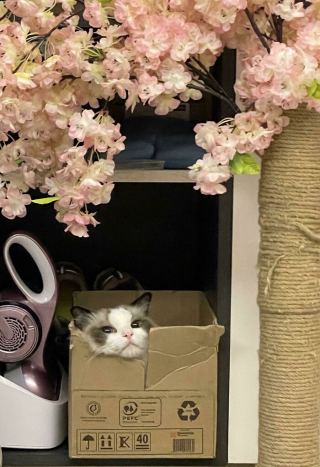 Illustration de l'article : 20 photos de chats ayant choisi des lieux de repos totalement improbables