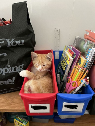 Illustration de l'article : 20 photos de chats ayant choisi des lieux de repos totalement improbables